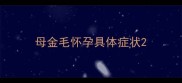 母金毛怀孕具体症状