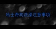 哈士奇狗洗澡注意事项