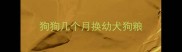 狗狗几个月换幼犬狗粮