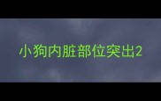 小狗内脏部位突出