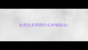 拉布拉多狗狗什么时候驱虫