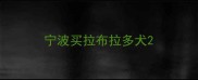 宁波买拉布拉多犬
