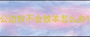 公边牧不会放羊怎么办