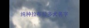 纯种拉布拉多犬名字