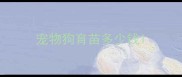宠物狗育苗多少钱