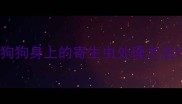 狗狗身上的寄生虫处理方法