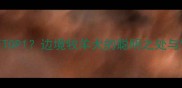 边牧智商TOP1边境牧羊犬的聪明之处与饲养误区