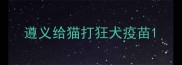 遵义给猫打狂犬疫苗