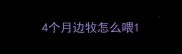 4个月边牧怎么喂