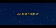 金毛眼睛外面发红