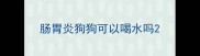 肠胃炎狗狗可以喝水吗