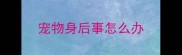 宠物身后事怎么办