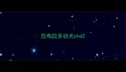 拉布拉多幼犬chd
