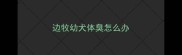 边牧幼犬体臭怎么办