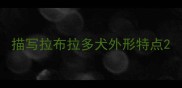 描写拉布拉多犬外形特点