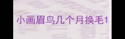 小画眉鸟几个月换毛