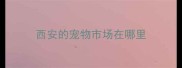 西安的宠物市场在哪里