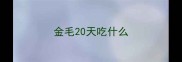 金毛20天吃什么