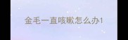 金毛一直咳嗽怎么办