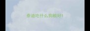泰迪吃什么狗粮好