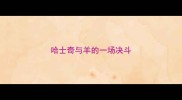 哈士奇与羊的一场决斗