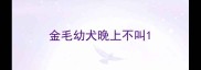 金毛幼犬晚上不叫