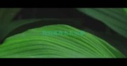 狗狗嘴疼怎么回事