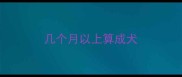几个月以上算成犬