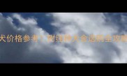 哈士奇灰色幼犬价格参考附纯种犬舍选购全攻略附防坑指南