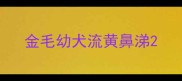 金毛幼犬流黄鼻涕