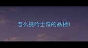 怎么挑哈士奇的品相