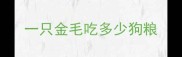 一只金毛吃多少狗粮