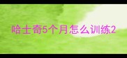 哈士奇5个月怎么训练