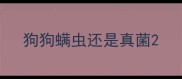 狗狗螨虫还是真菌