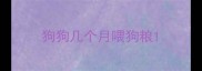 狗狗几个月喂狗粮
