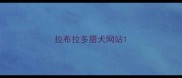 拉布拉多猎犬网站