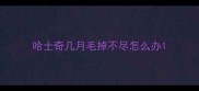 哈士奇几月毛掉不尽怎么办
