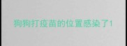 狗狗打疫苗的位置感染了