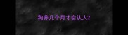 狗养几个月才会认人