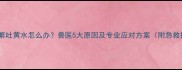 猫咪频繁吐黄水怎么办兽医5大原因及专业应对方案附急救指南