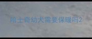 哈士奇幼犬需要保暖吗