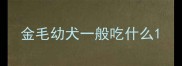 金毛幼犬一般吃什么