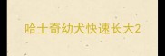 哈士奇幼犬快速长大