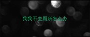 狗狗不去厕所怎么办