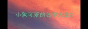 小狗可爱的名字大全