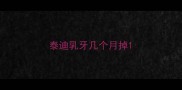 泰迪乳牙几个月掉