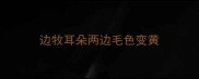 边牧耳朵两边毛色变黄