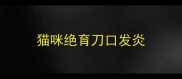猫咪绝育刀口发炎