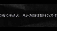 如何科学识别拉布拉多幼犬从外观特征到行为习惯的全方位指南