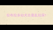 拉布拉多幼犬总是乱拉尿